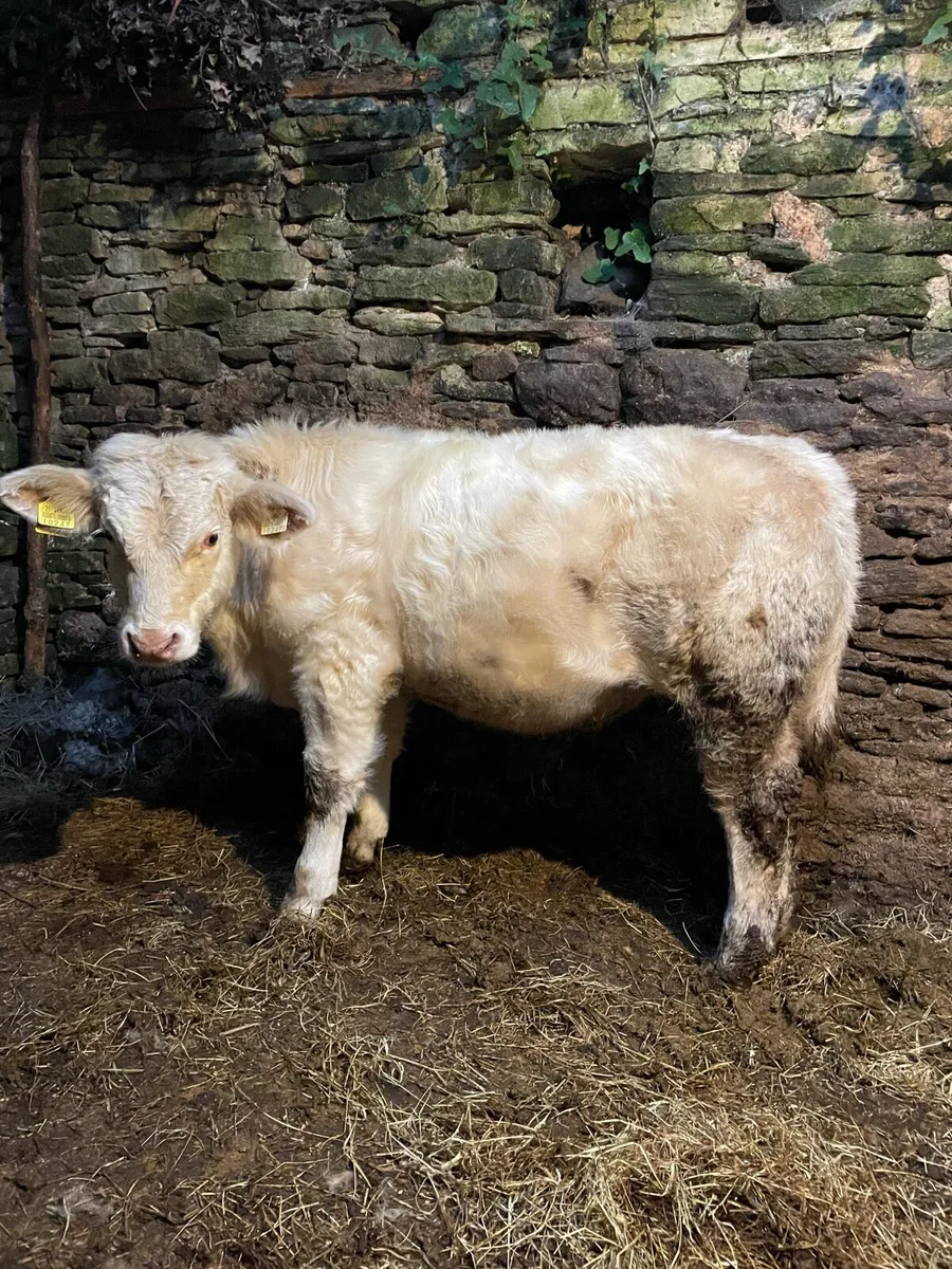 Super Charolais bull weanling - Image 2