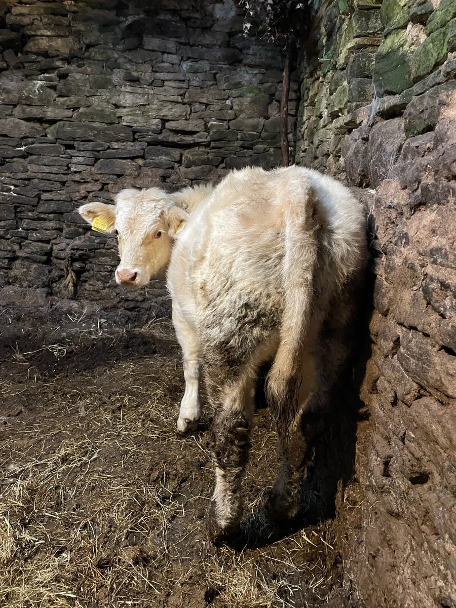 Super Charolais bull weanling - Image 3
