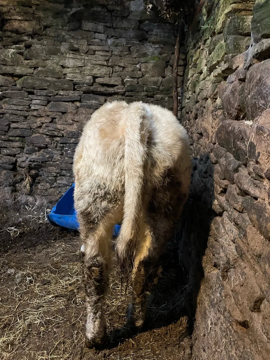 Super Charolais bull weanling - Image 1