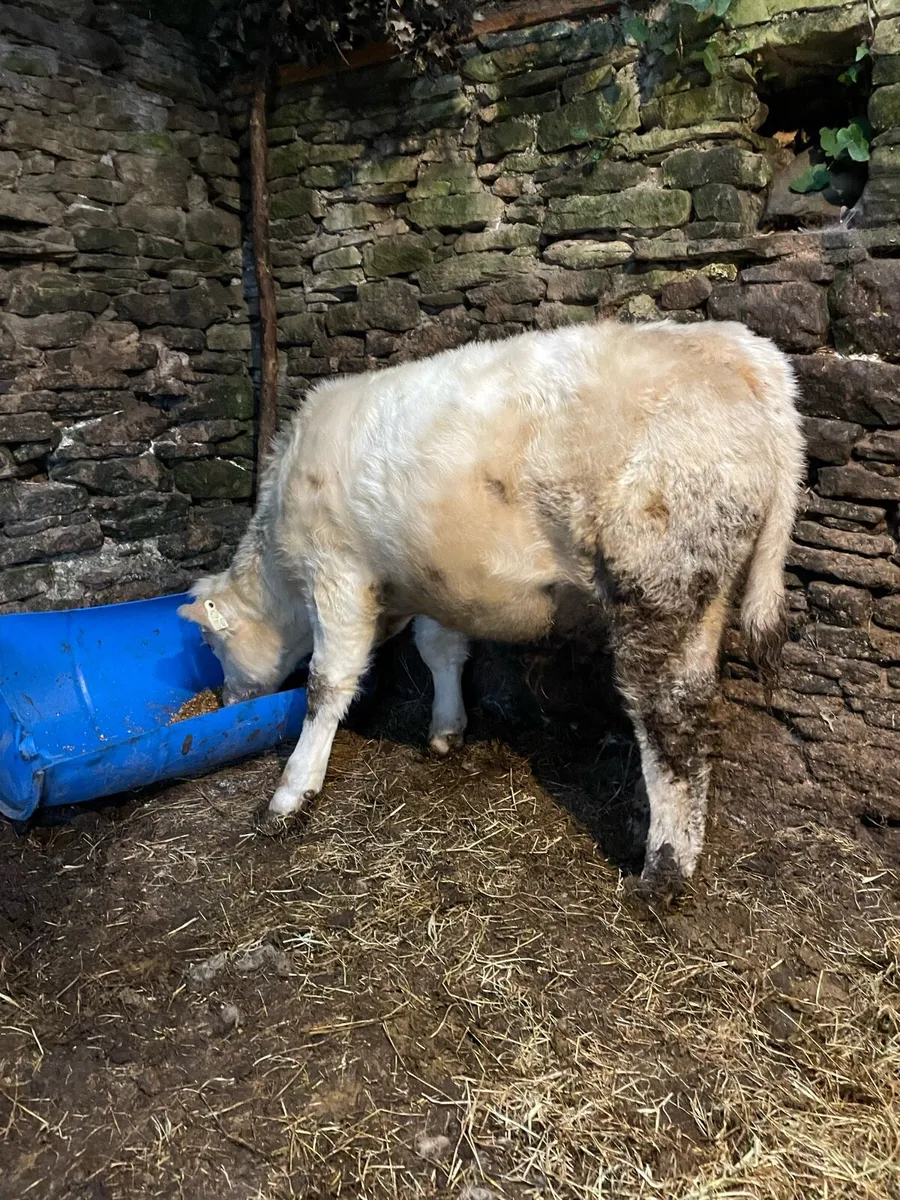 Super Charolais bull weanling - Image 4