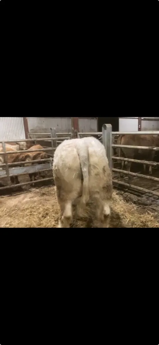 Charolais Bull - Image 2