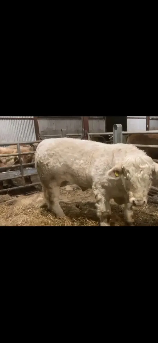 Charolais Bull - Image 3