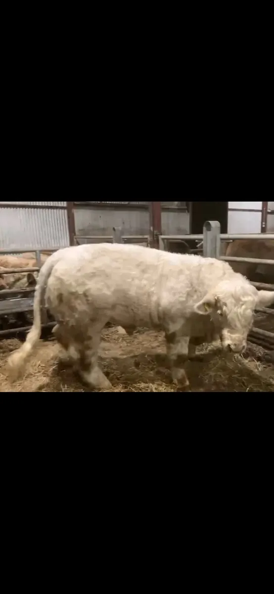 Charolais Bull - Image 4