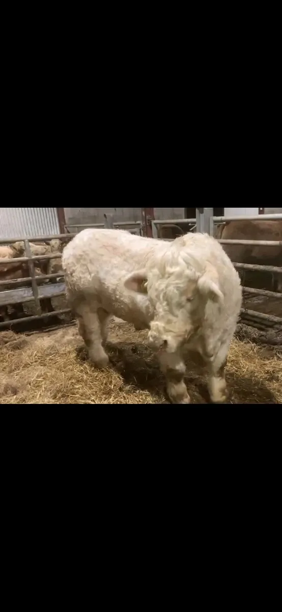 Charolais Bull - Image 1