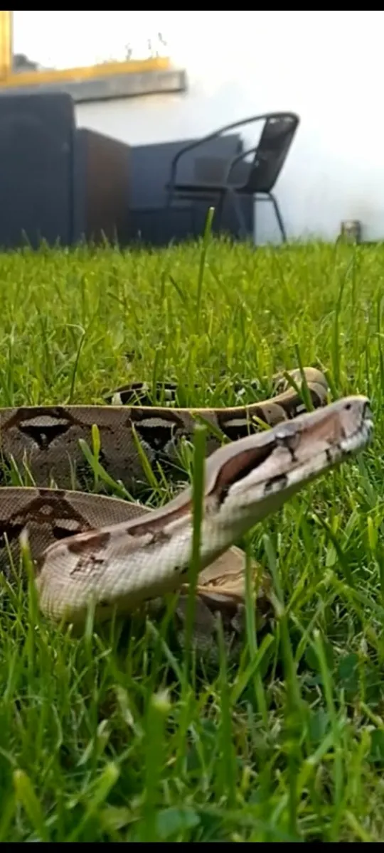 A snake in aquarium Full set up. Boa constrictor - Image 3