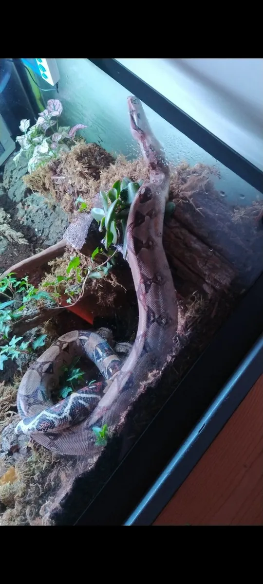 A snake in aquarium Full set up. Boa constrictor - Image 4