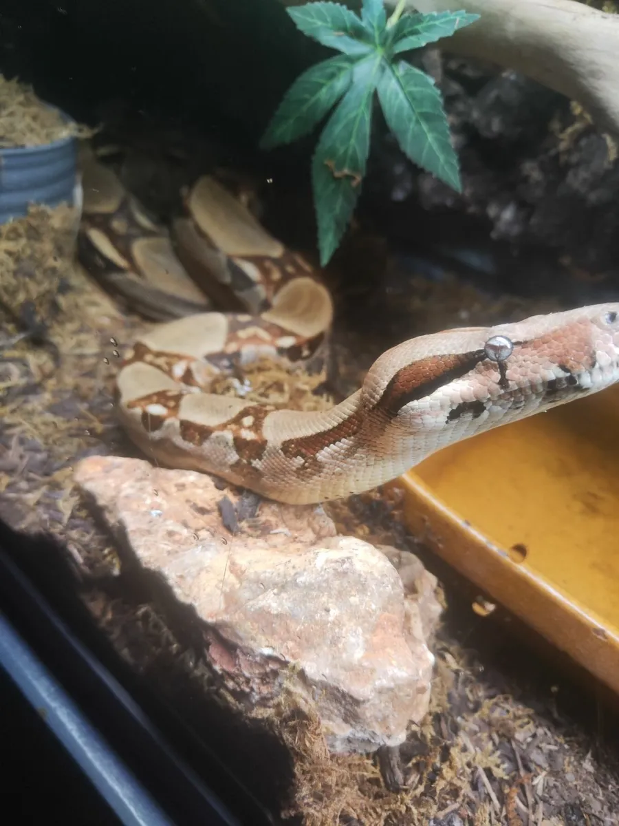 Boa constrictor(BCI) in custom made aquarium 4ft x - Image 4
