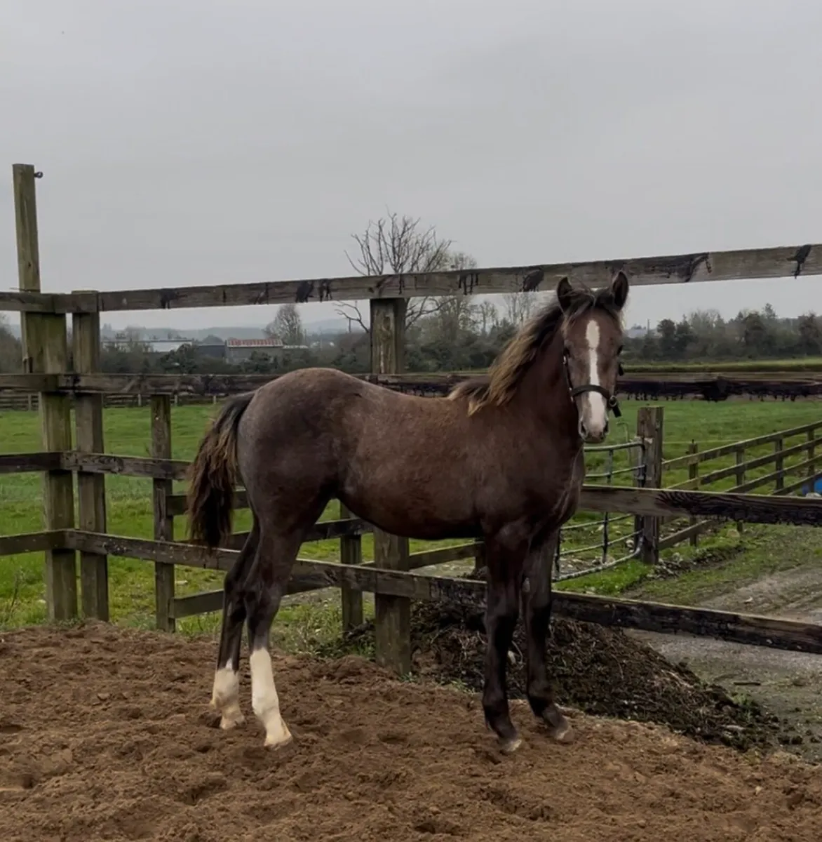 Irish draught filly foal - Image 1