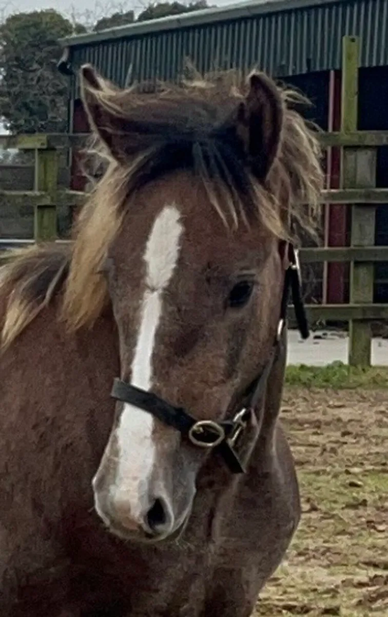 Irish draught filly foal - Image 2