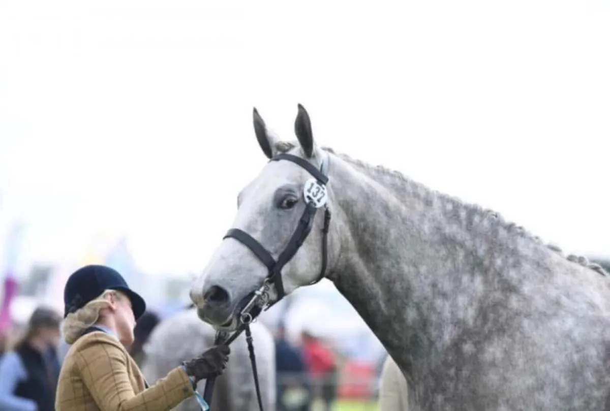 Irish draught filly foal - Image 3