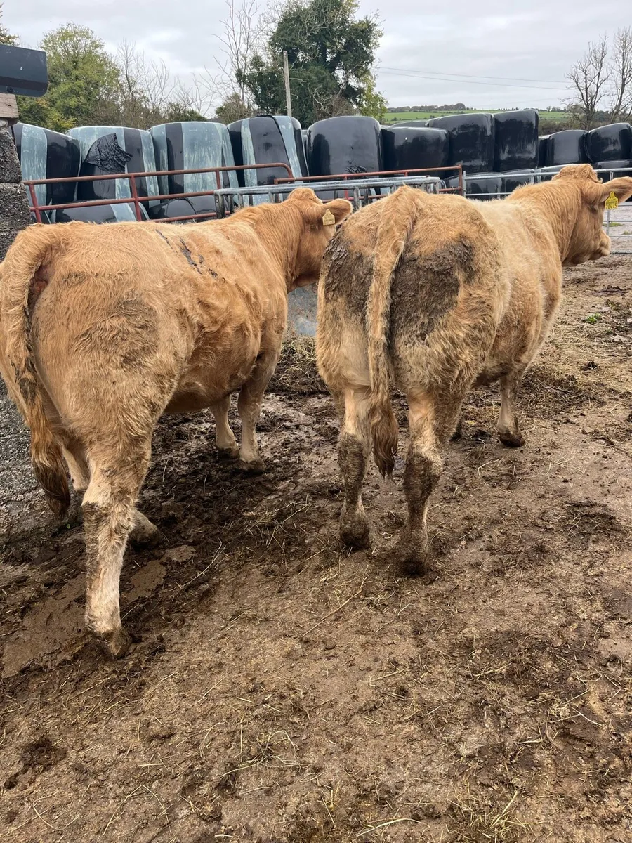 Heifers for Mohill Mart 1st November - Image 2