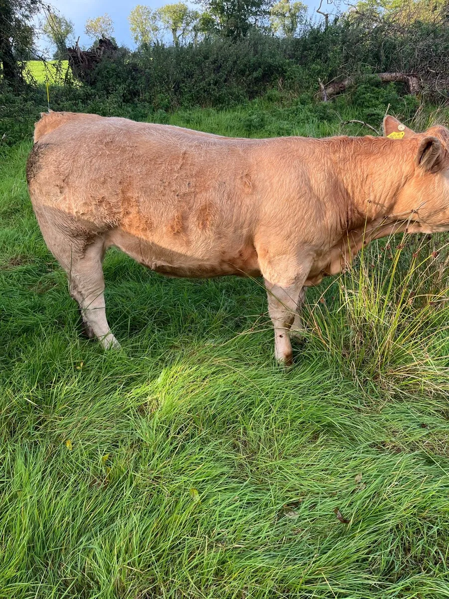 Heifers for Mohill Mart 1st November - Image 3