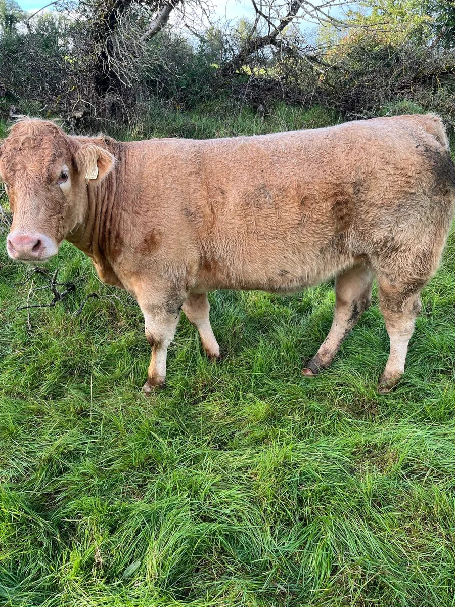 Heifers for Mohill Mart 1st November - Image 1