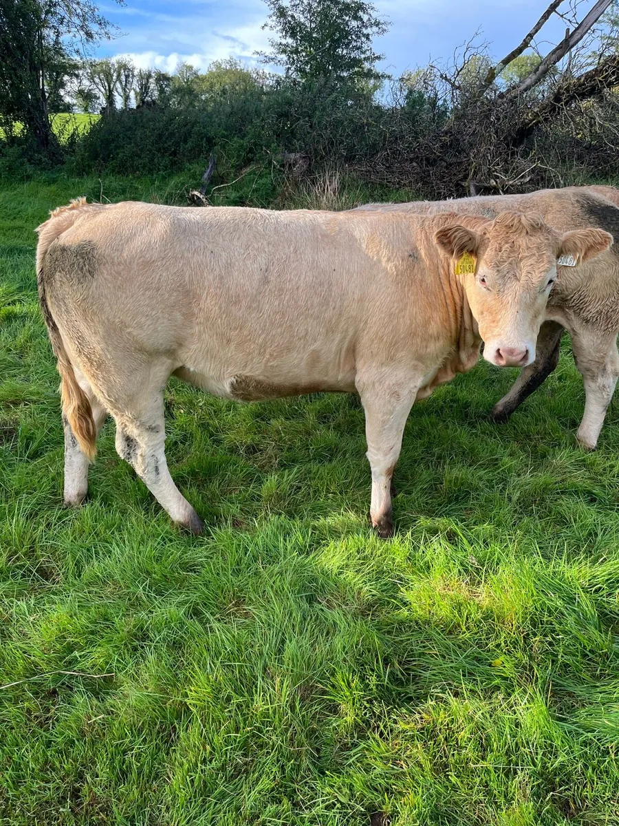 Heifers for Mohill Mart 1st November - Image 4