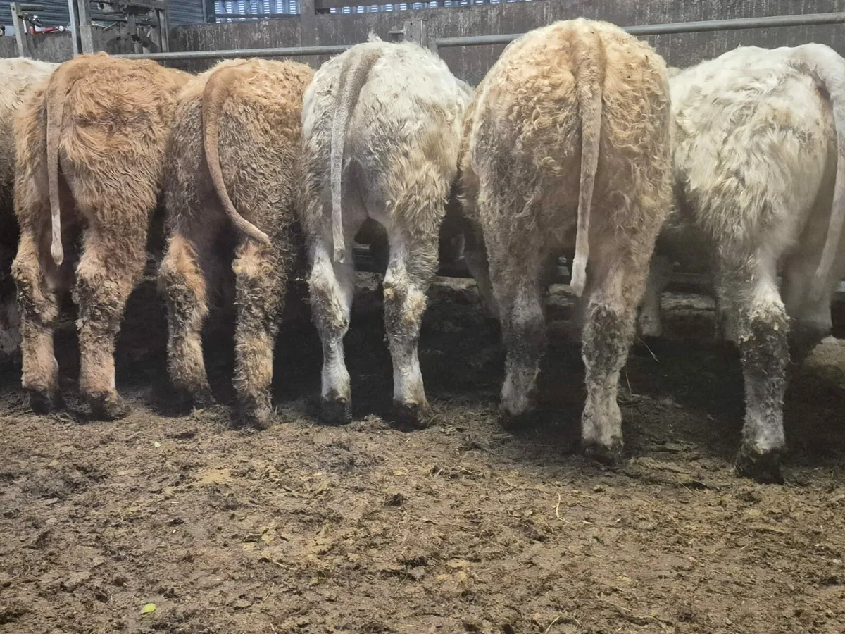 15 U Chx Bullock's 350 kgs - Image 2