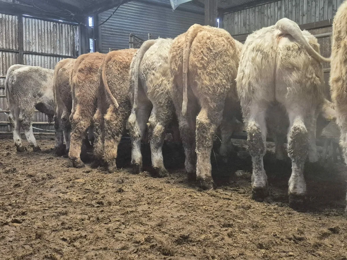 15 U Chx Bullock's 350 kgs - Image 3