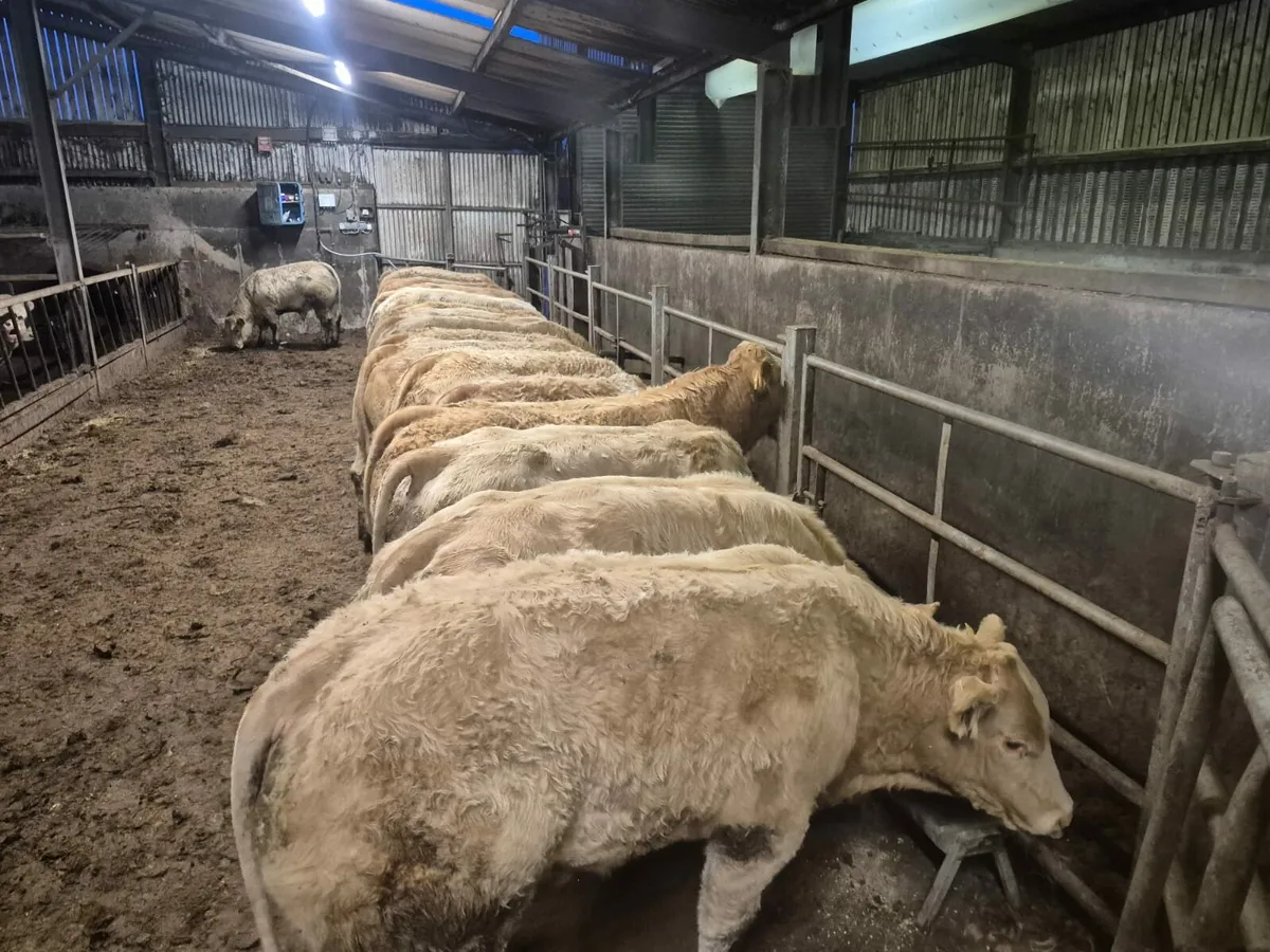 15 U Chx Bullock's 350 kgs - Image 1