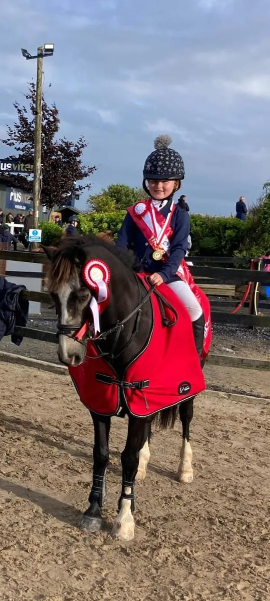 Pony for Sale - Image 2