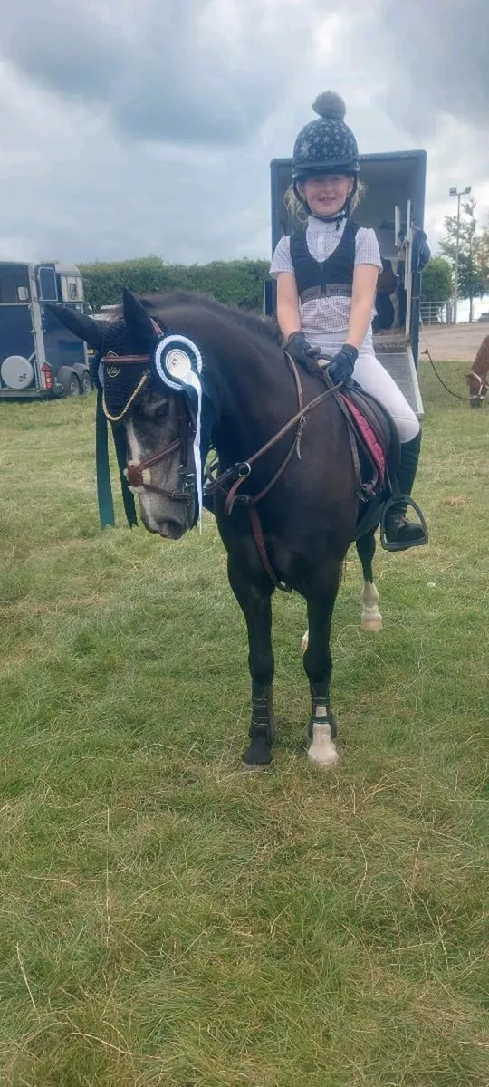 Pony for Sale - Image 3