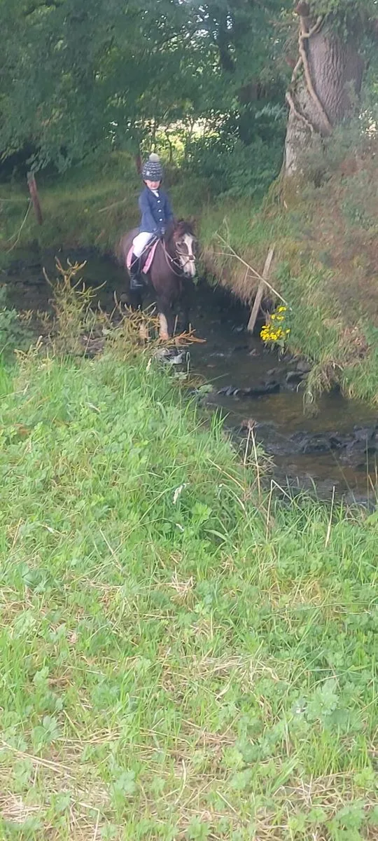 Pony for Sale - Image 4