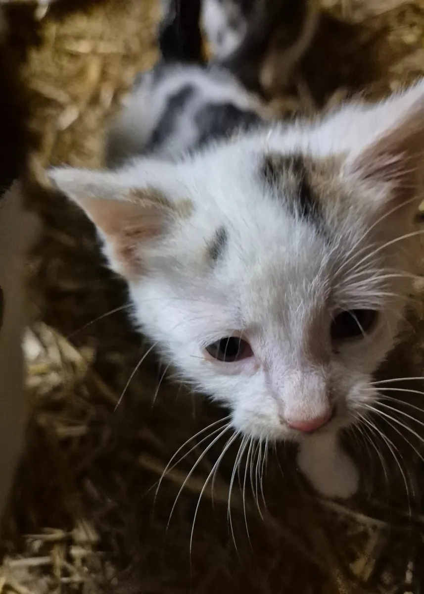 Kittens Free to Good Homes - Image 3