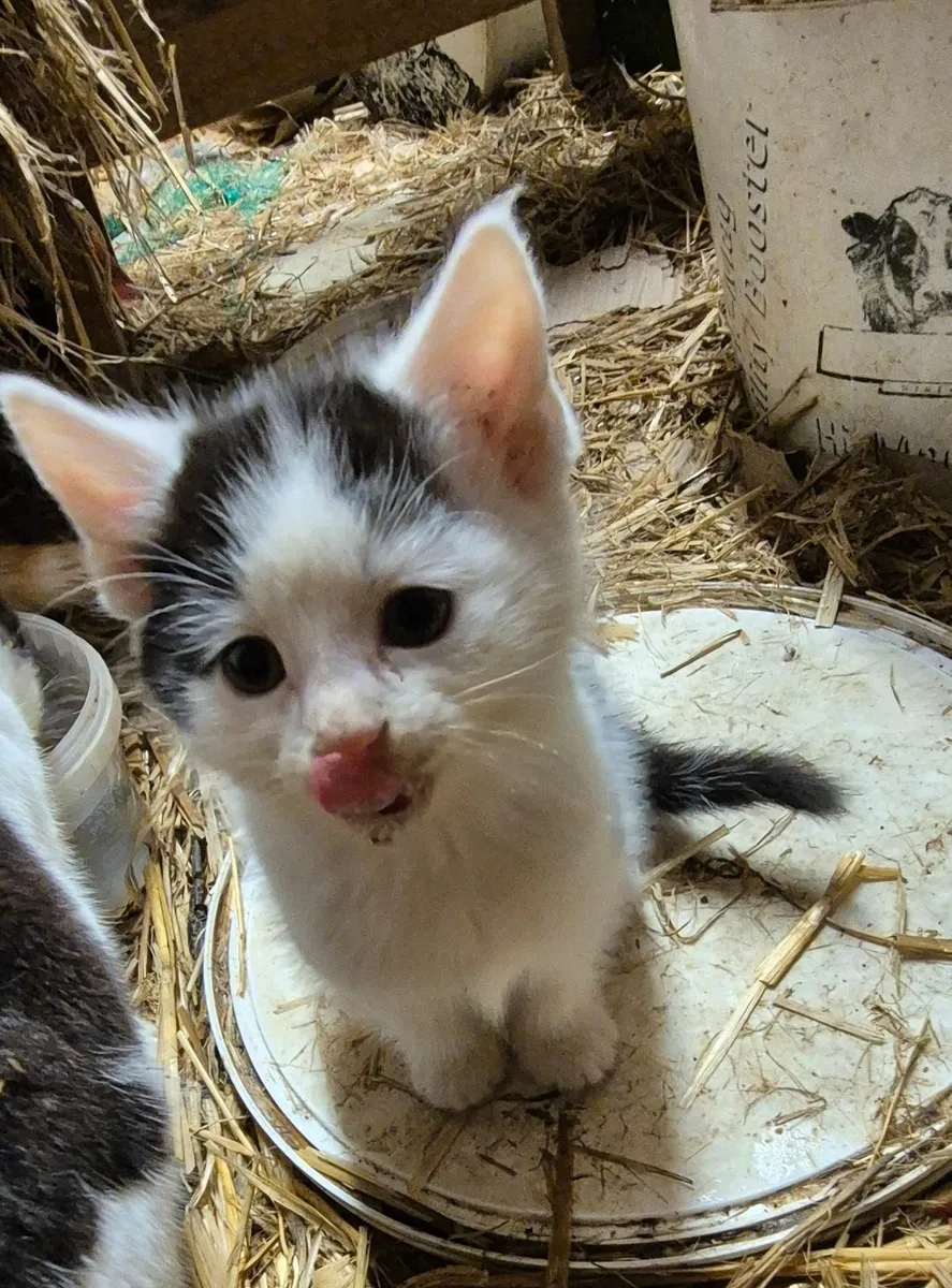 Kittens Free to Good Homes - Image 4