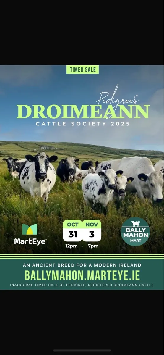 Droimeann Cattle Society online timed cattle sale - Image 1