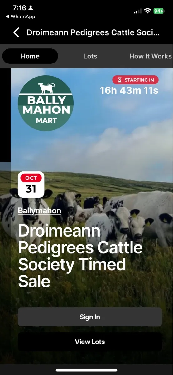 Droimeann Cattle Society online timed cattle sale - Image 2