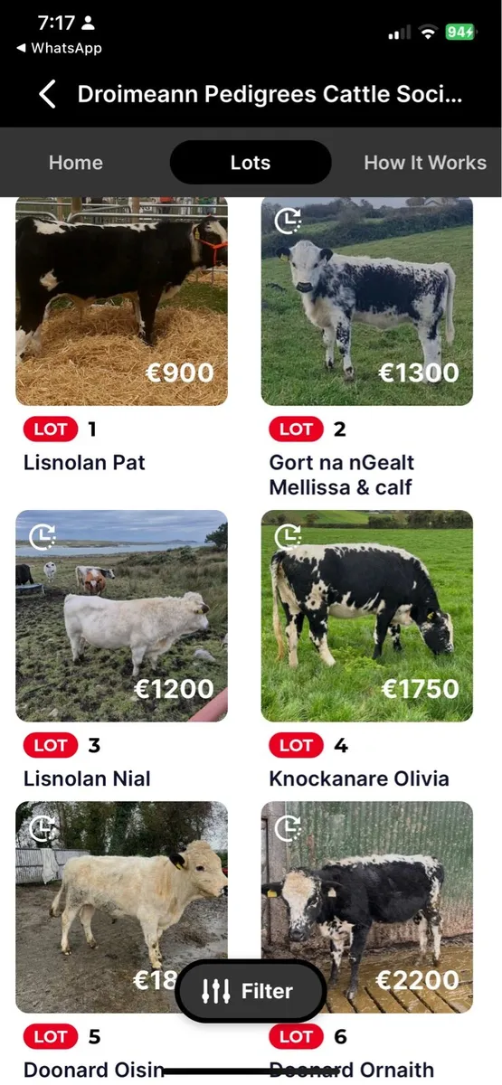 Droimeann Cattle Society online timed cattle sale - Image 3