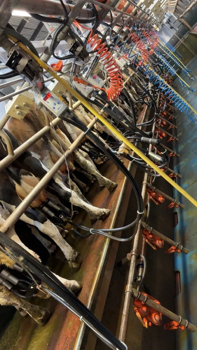 Dairy farm worker available clonakilty/barryroe