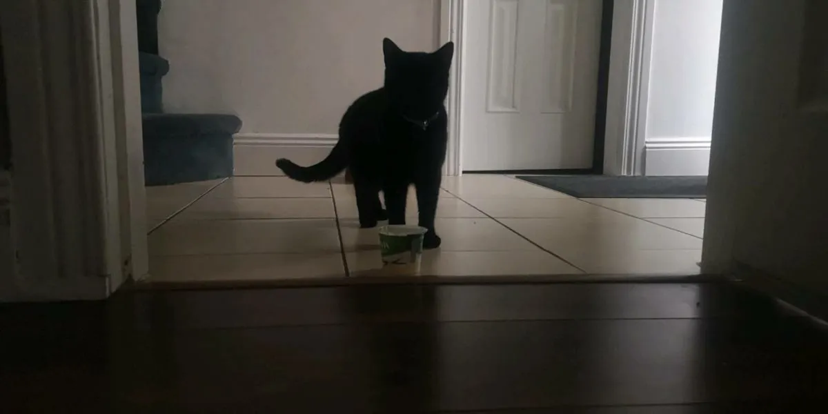 Black bombay kitten Male - Image 1