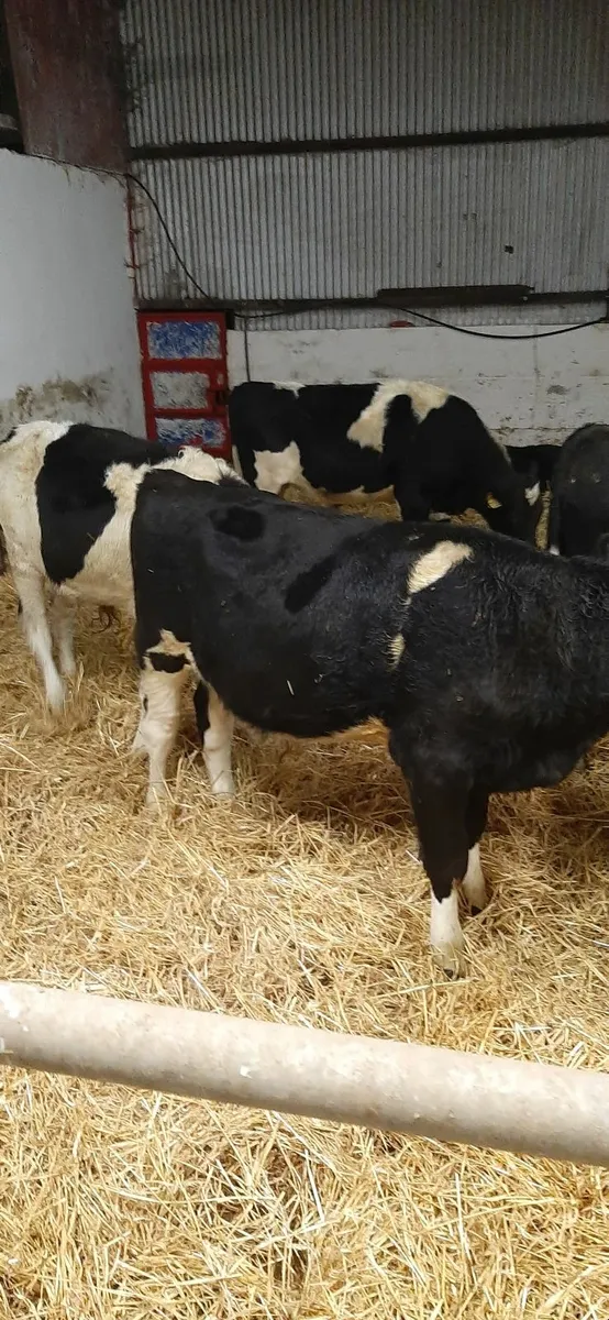 8 british fr bullocks for sale - Image 2
