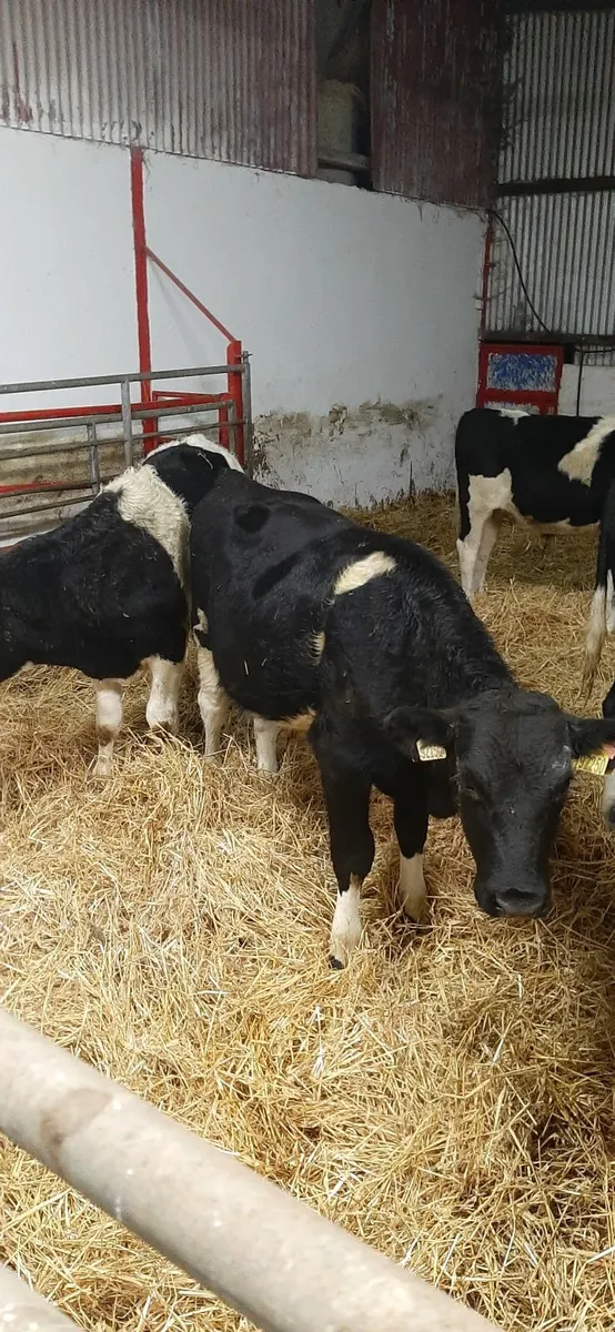 8 british fr bullocks for sale - Image 3
