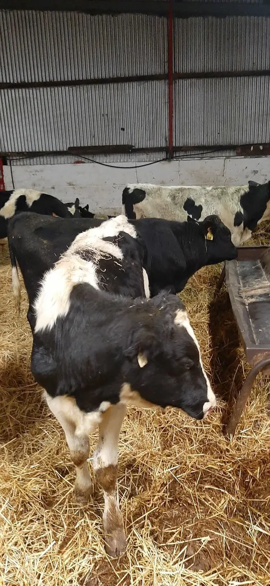 8 british fr bullocks for sale - Image 4