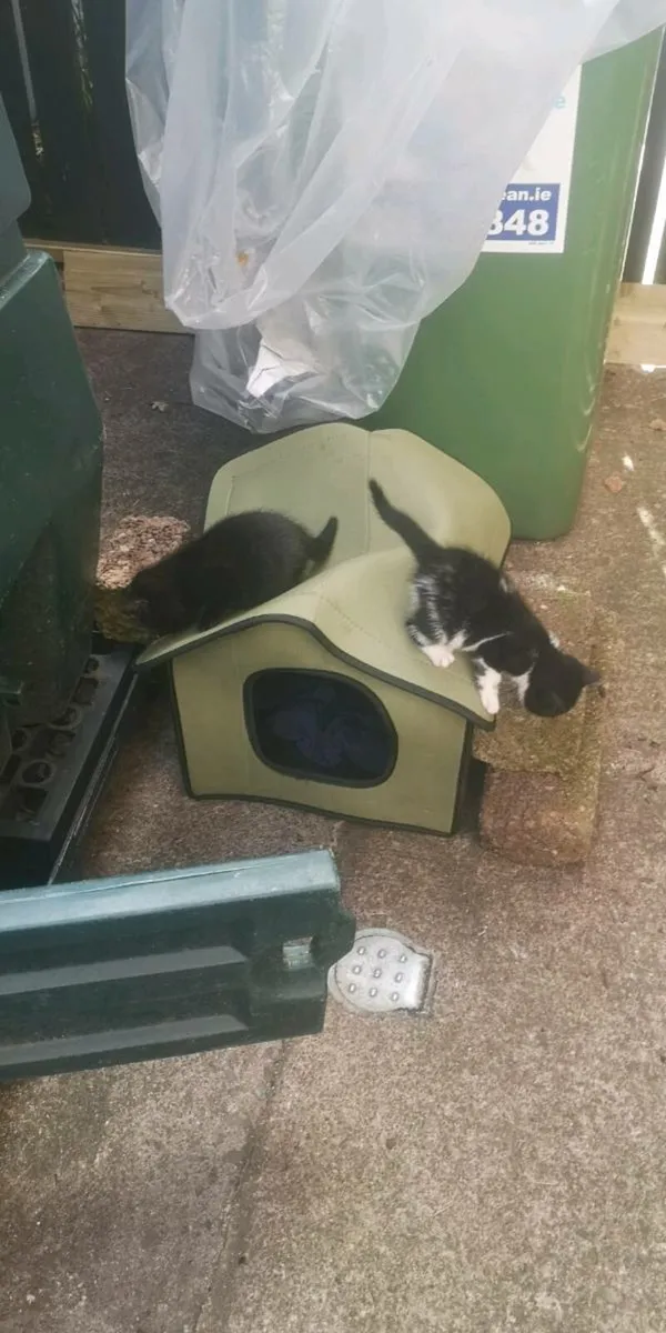 Black bombay kitten Male - Image 2