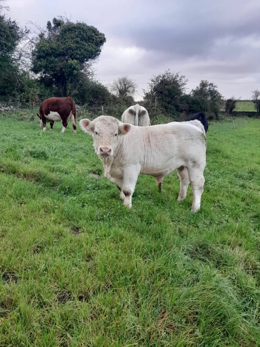 Pure Bred Charolais Bull - Image 3