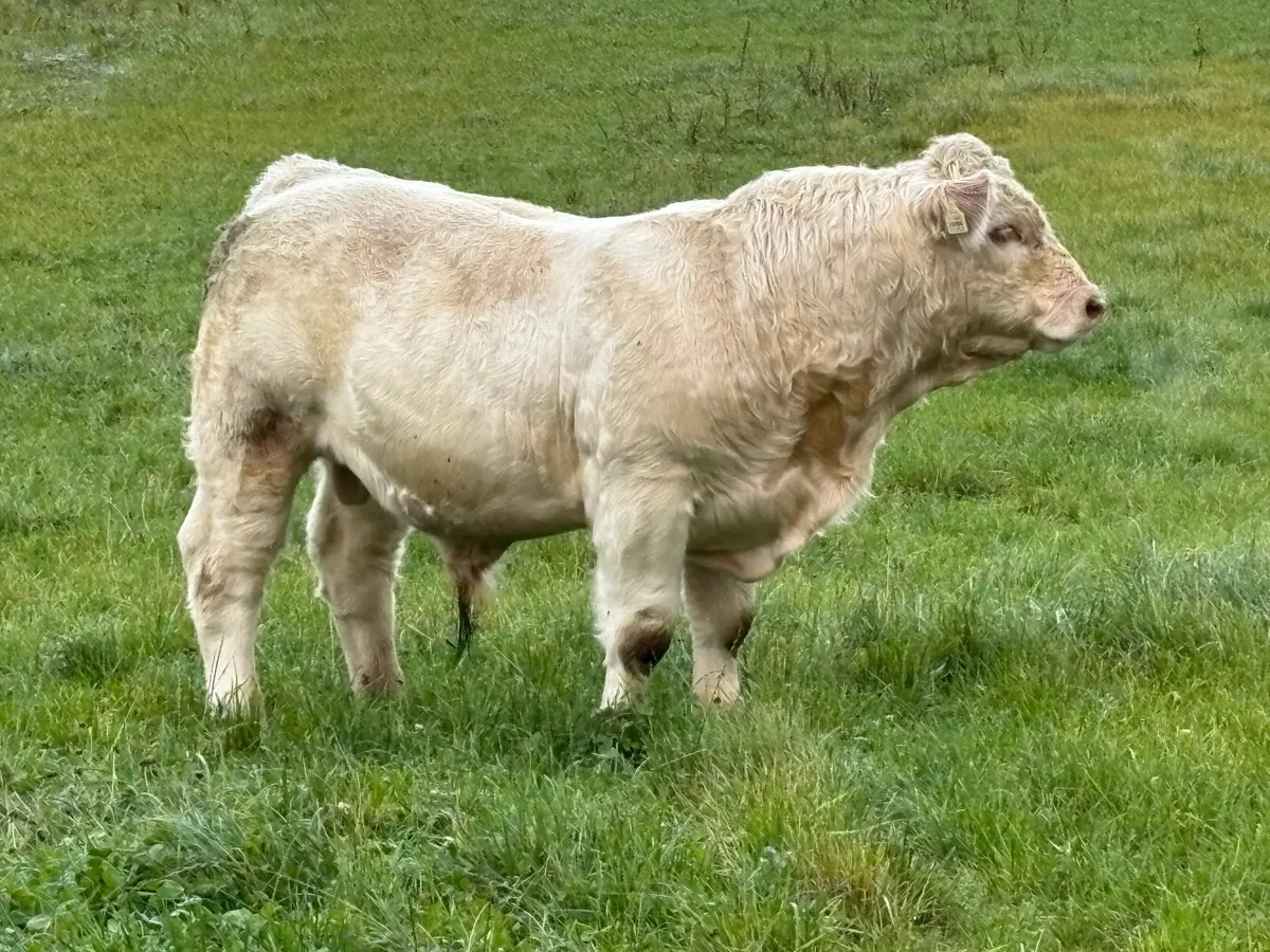 Pure Bred Charolais Bull - Image 1