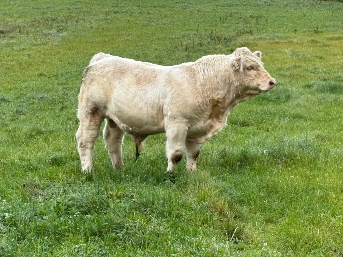 Pure Bred Charolais Bull - Image 4