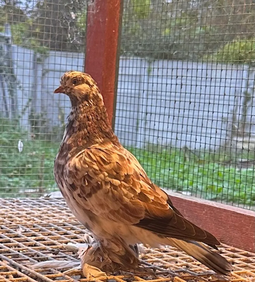 Irish flying Tumblers for sale - Image 2