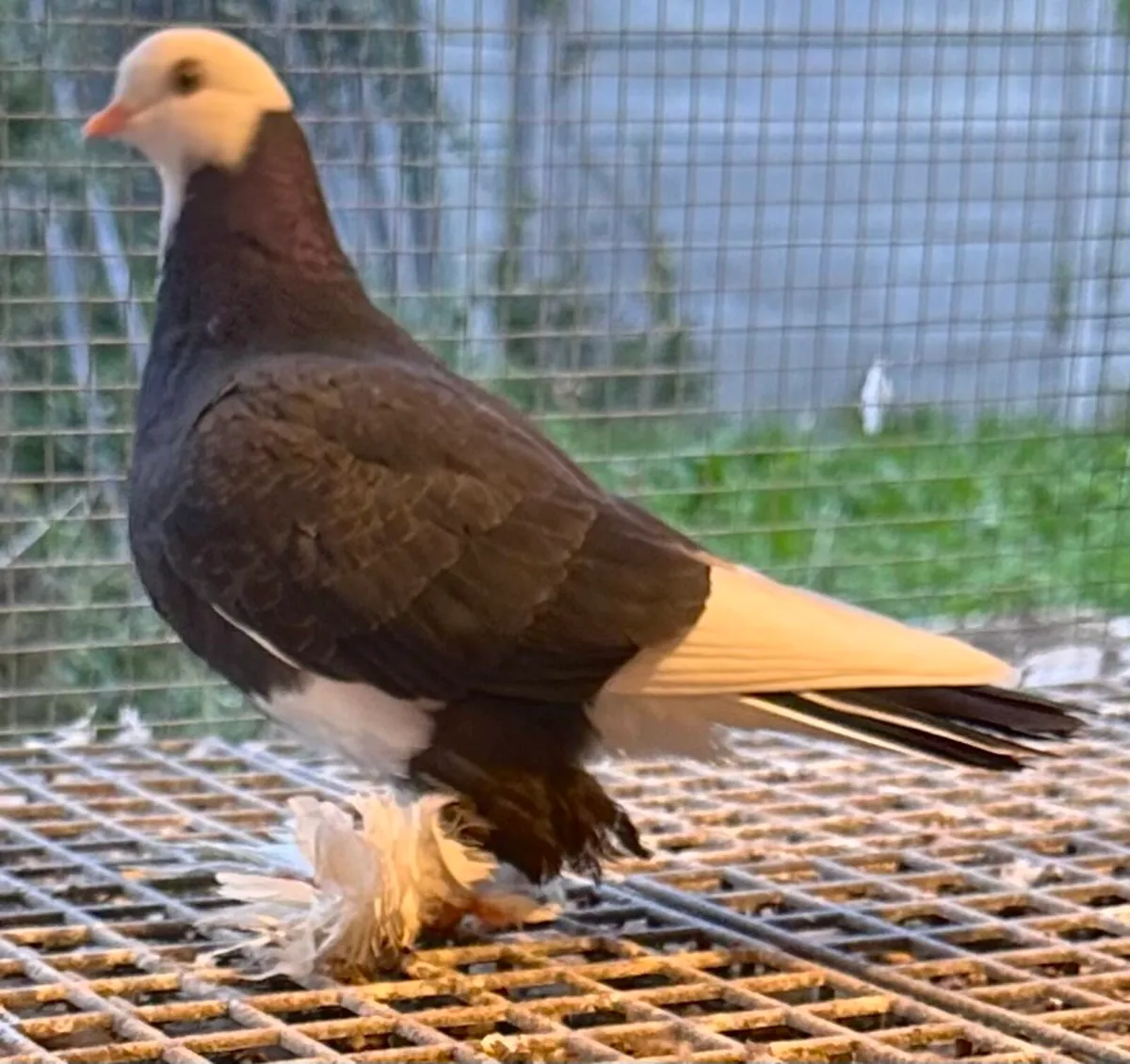 Irish flying Tumblers for sale - Image 1