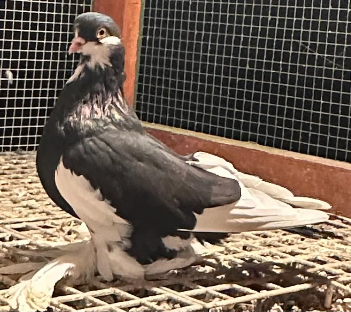 Irish flying Tumblers for sale - Image 3