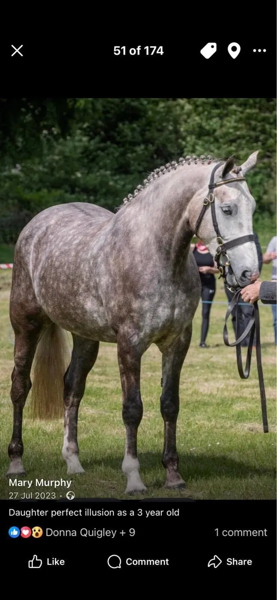 Irish draught filly foal - Image 4