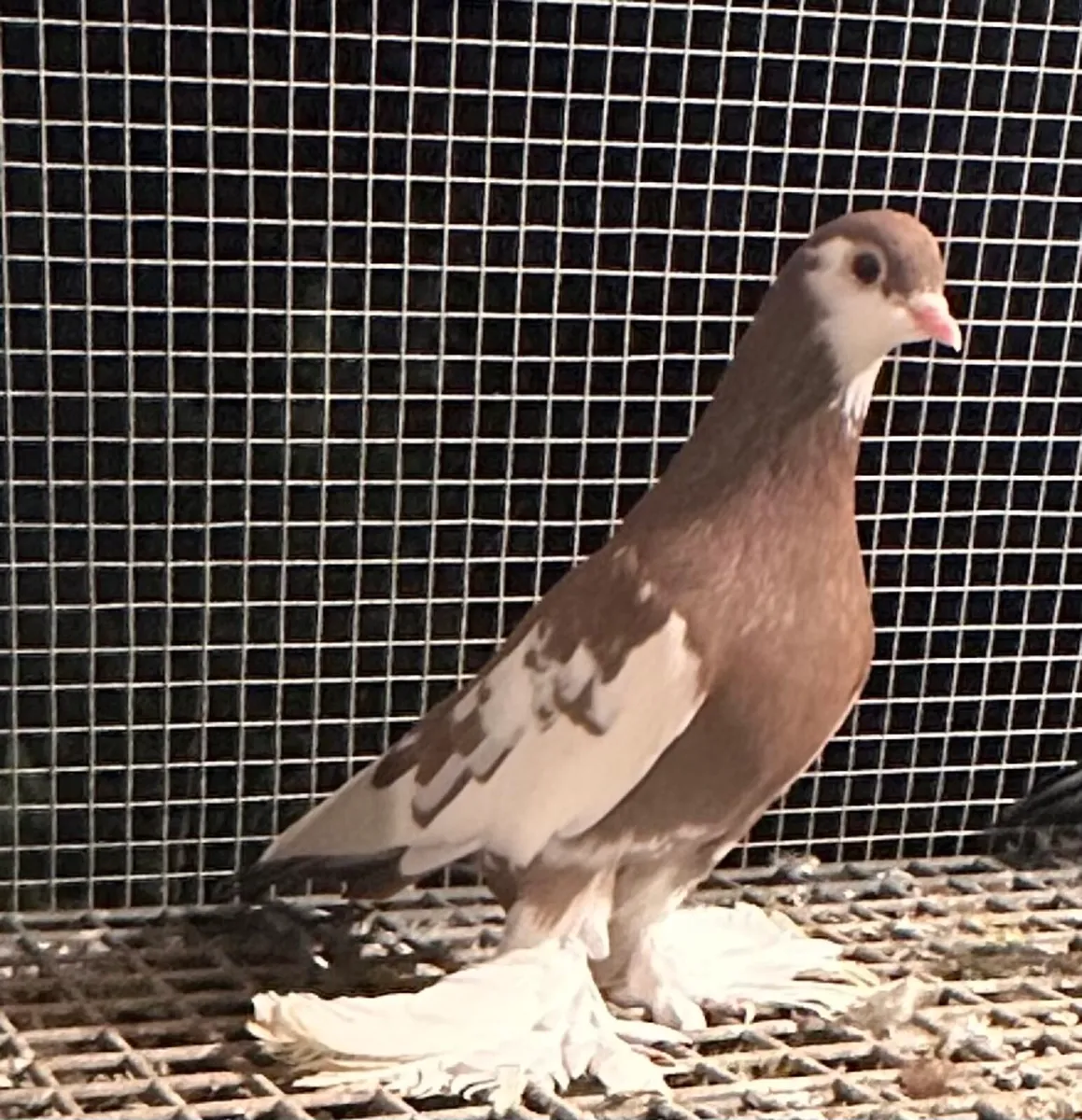 Irish flying Tumblers for sale - Image 4