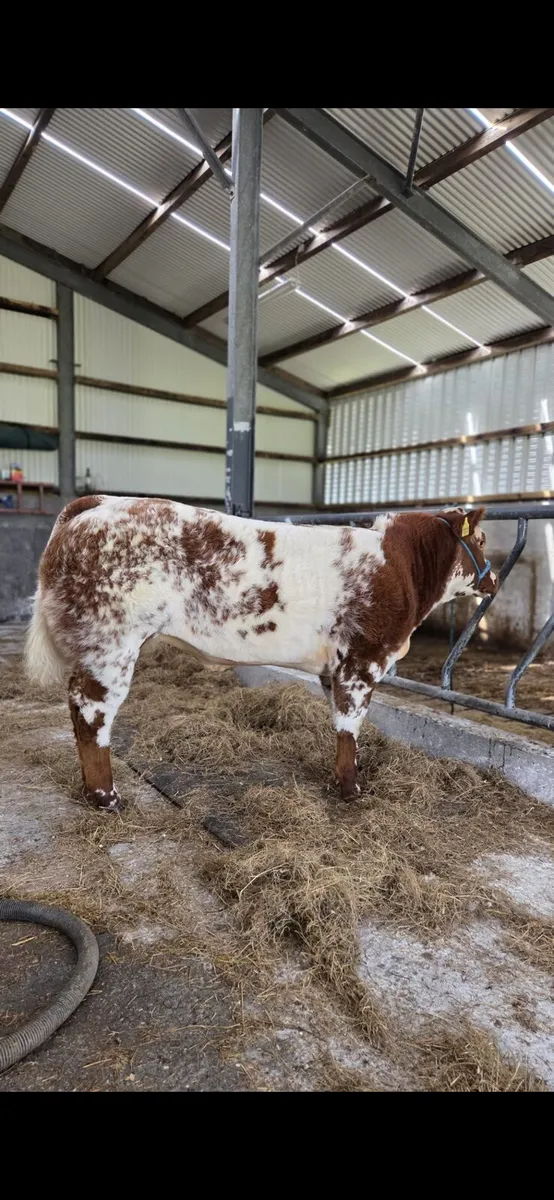 💥💥💥Weanling blue roan heifer balla mart 💥💥💥 - Image 1