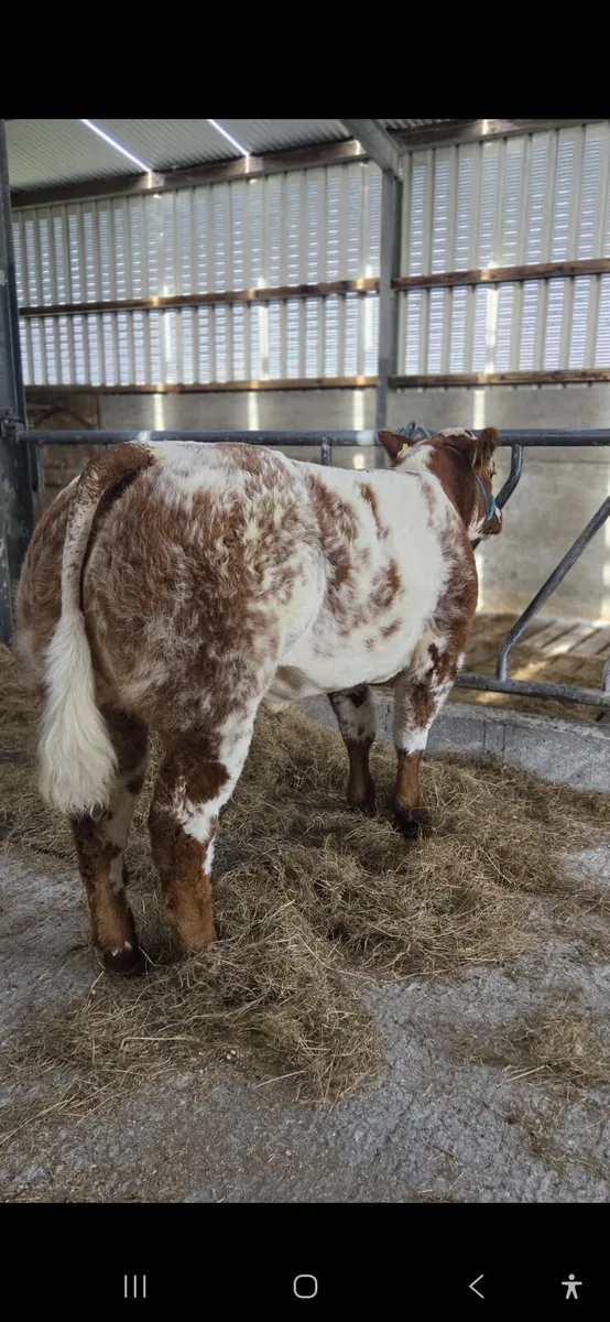 💥💥💥Weanling blue roan heifer balla mart 💥💥💥 - Image 2