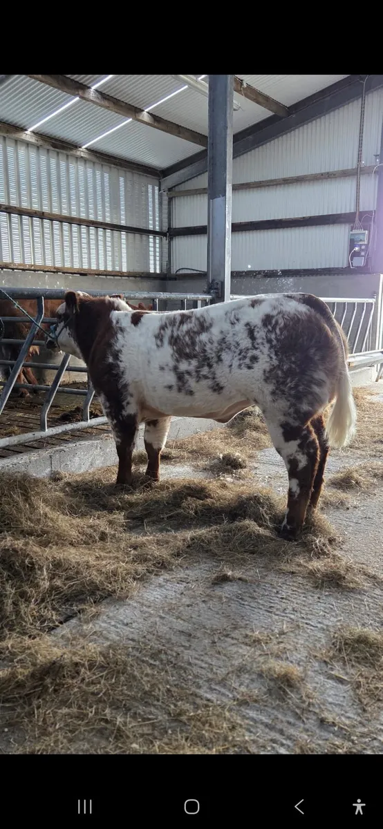 💥💥💥Weanling blue roan heifer balla mart 💥💥💥 - Image 3