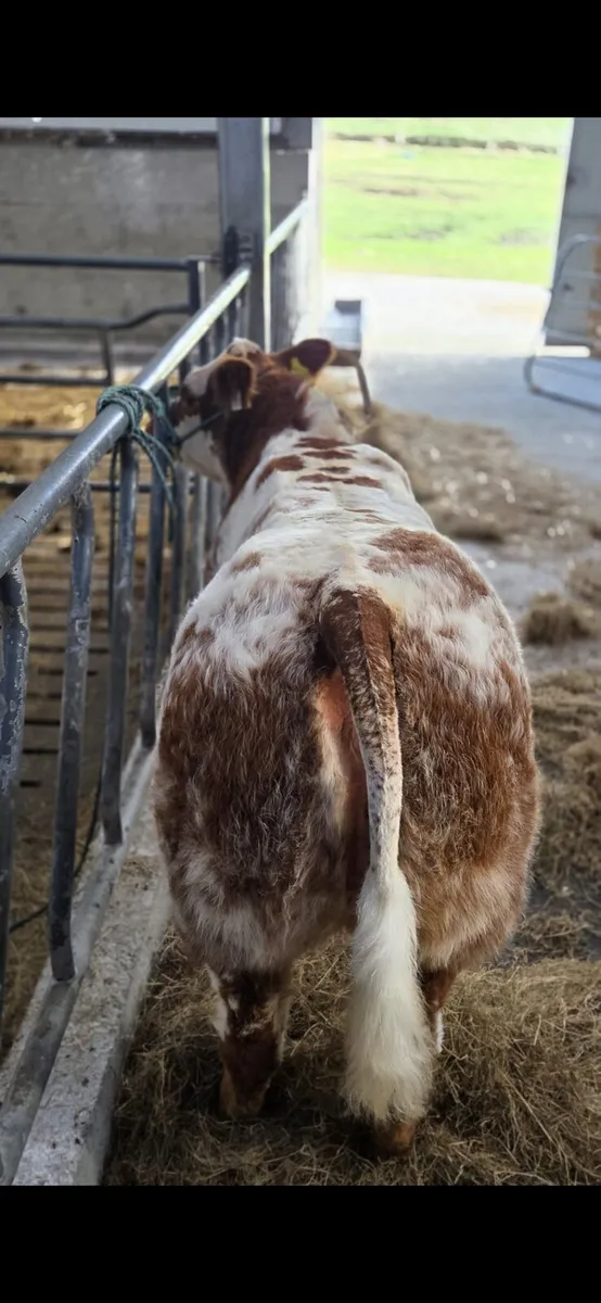 💥💥💥Weanling blue roan heifer balla mart 💥💥💥 - Image 4