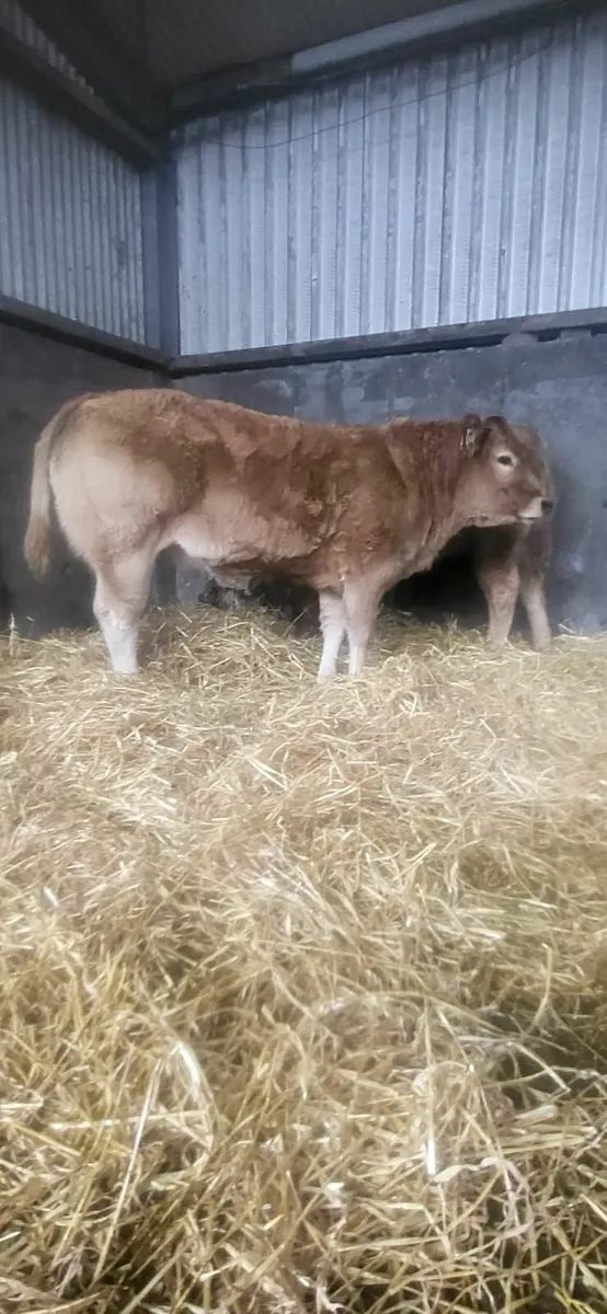 Super Weanlings Heifers in Ballinrobe Mart - Image 2