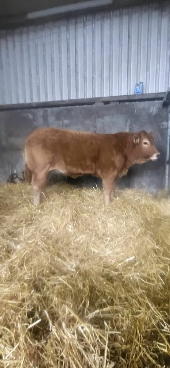 Super Weanlings Heifers in Ballinrobe Mart - Image 1
