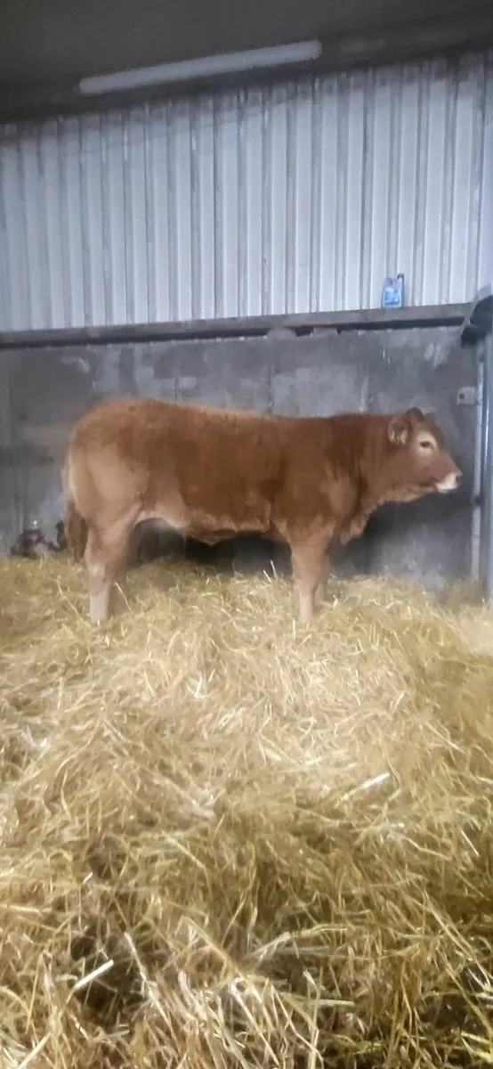 Super Weanlings Heifers in Ballinrobe Mart - Image 3